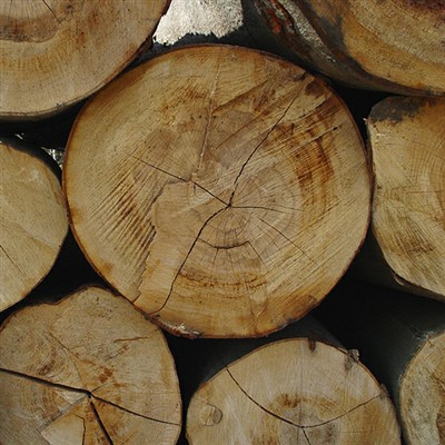 Troncos de madera de teca de Birmania